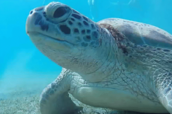 Marsa Alam : excursion de plongée en apnée à Abu Dabbab