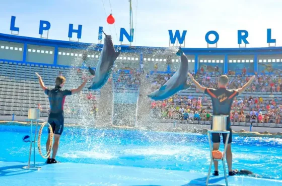 Hurghada : spectacle Dolphin World avec morses et pick-up